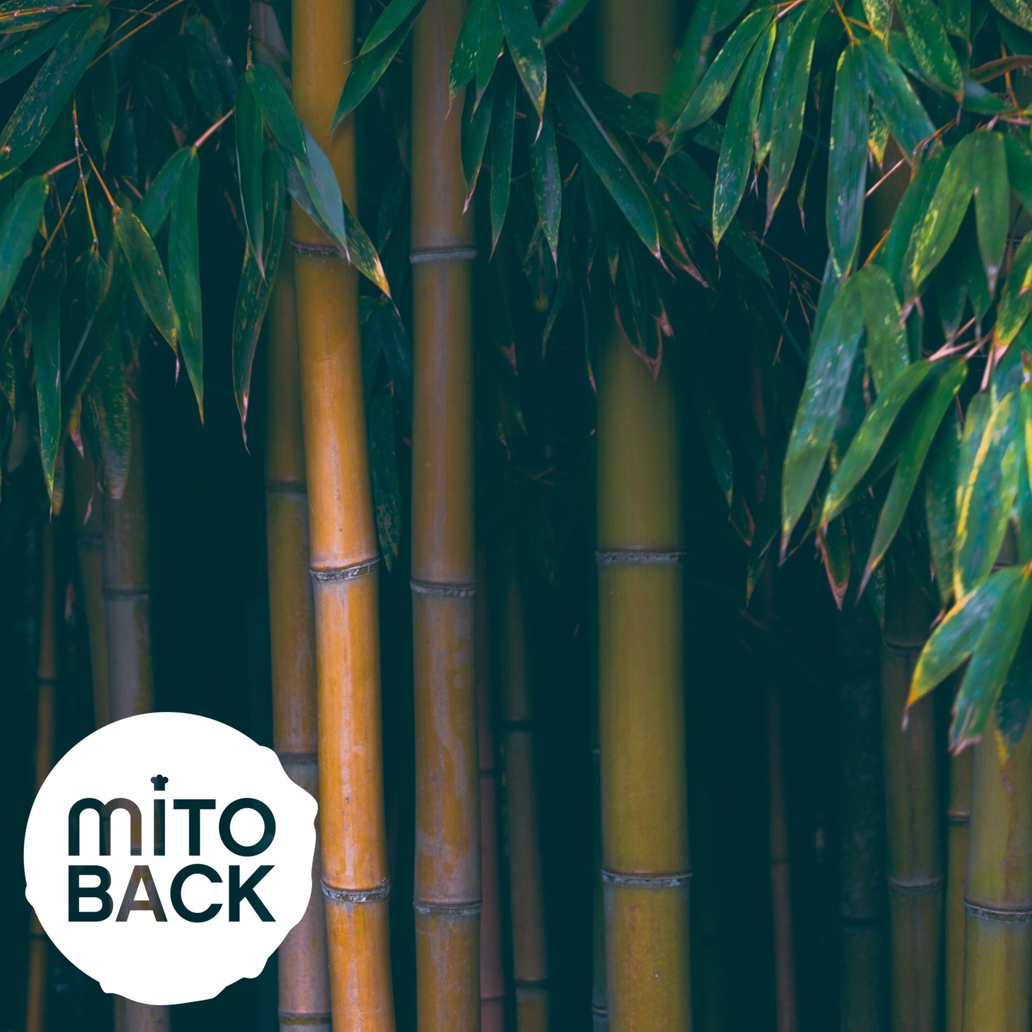 Bambusfaser – Bild 6