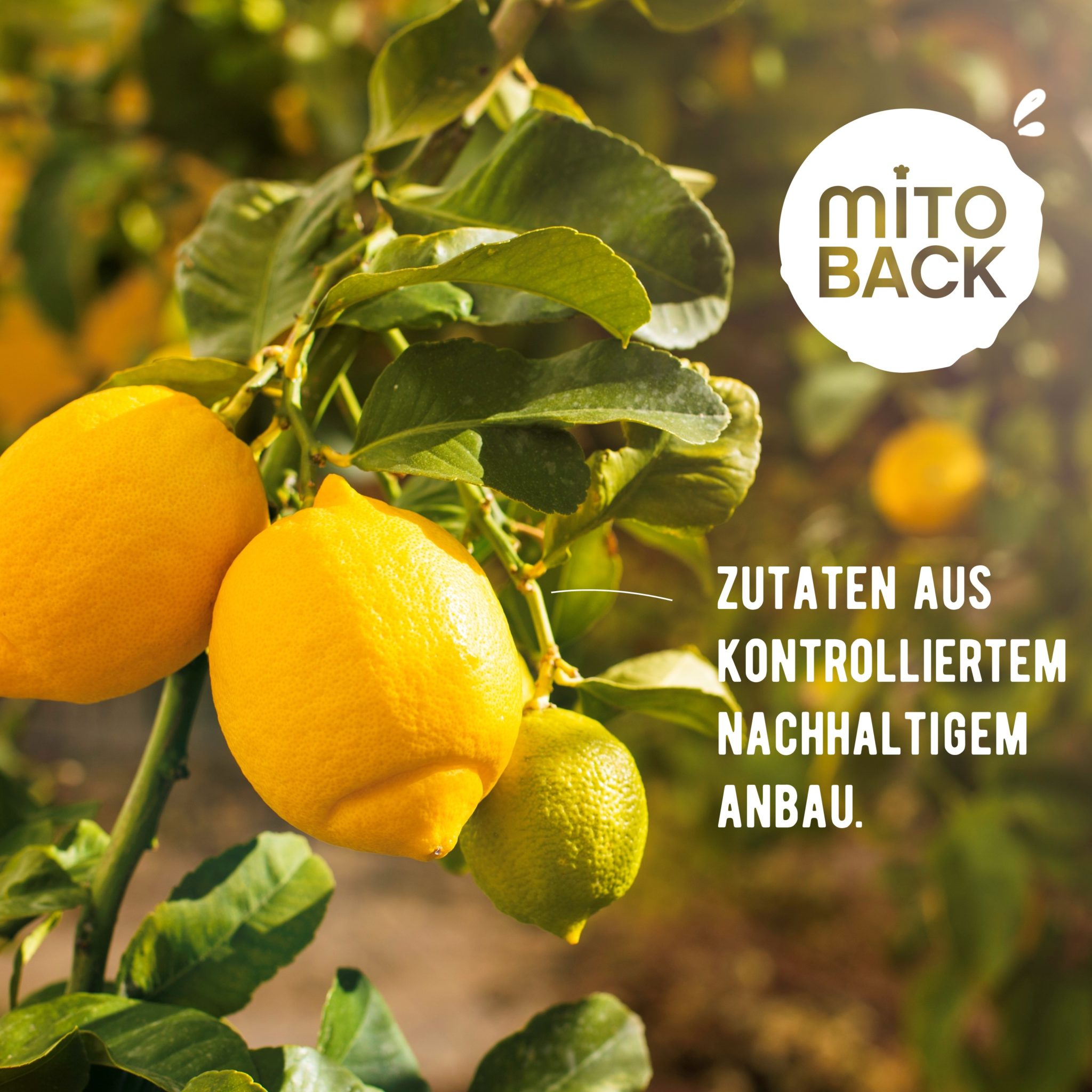 Zitronenschale - gemahlen – Bild 5